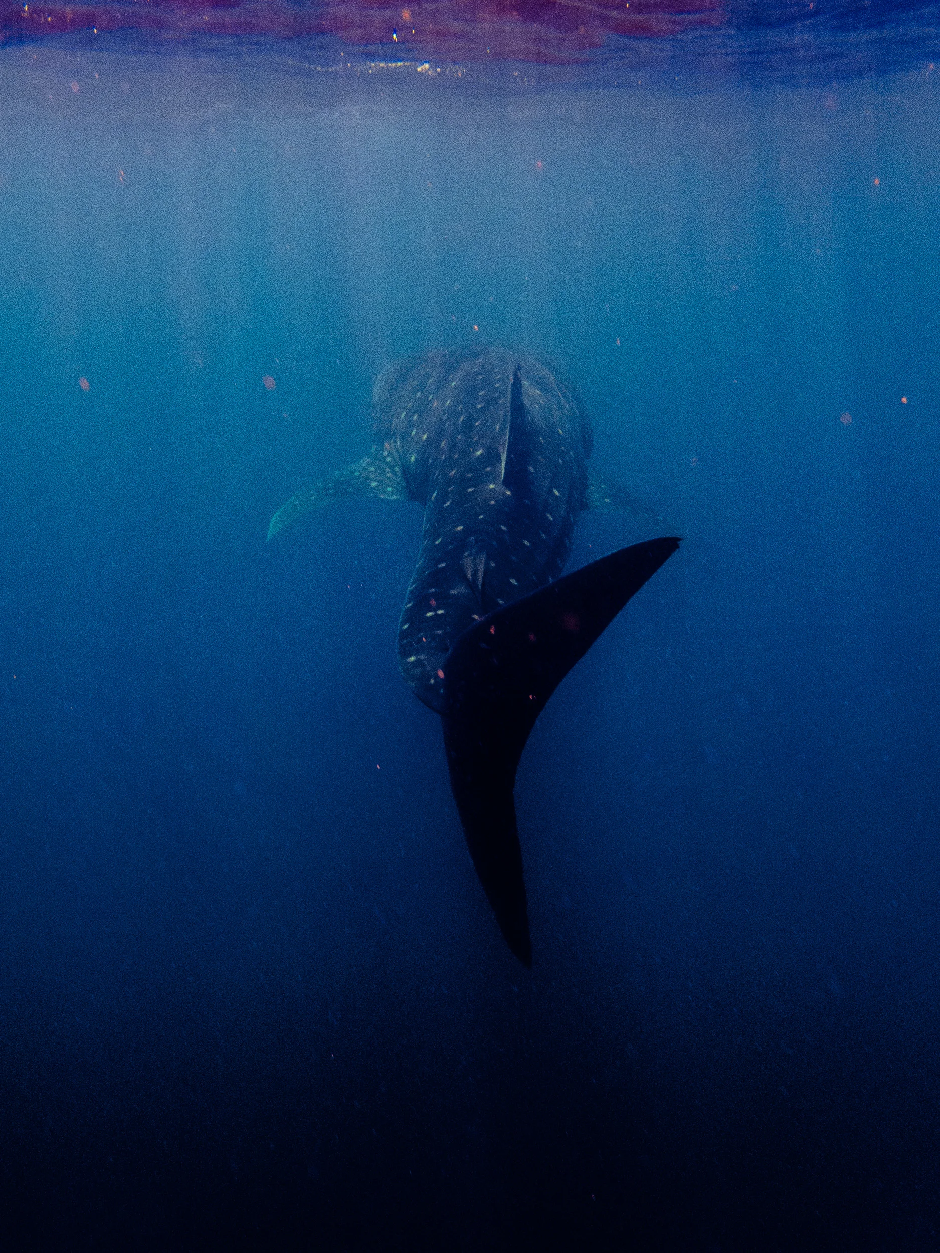 Spyrides_Kyle_Ningaloo_Reef_Sal_Salis.13.5.2016P5121400.jpg