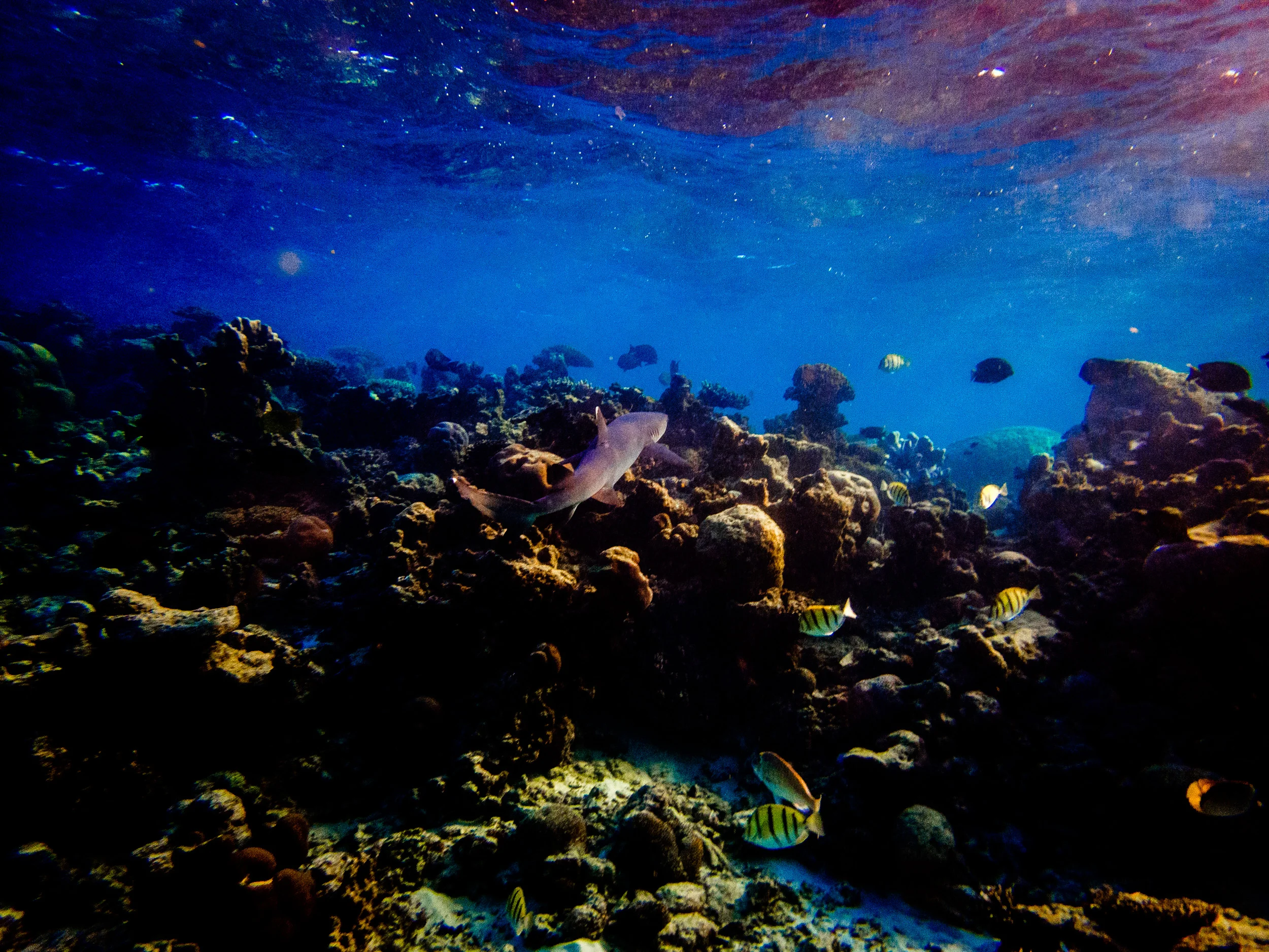 Spyrides_Kyle_Ningaloo_Reef_Sal_Salis.13.5.2016P5131989.jpg