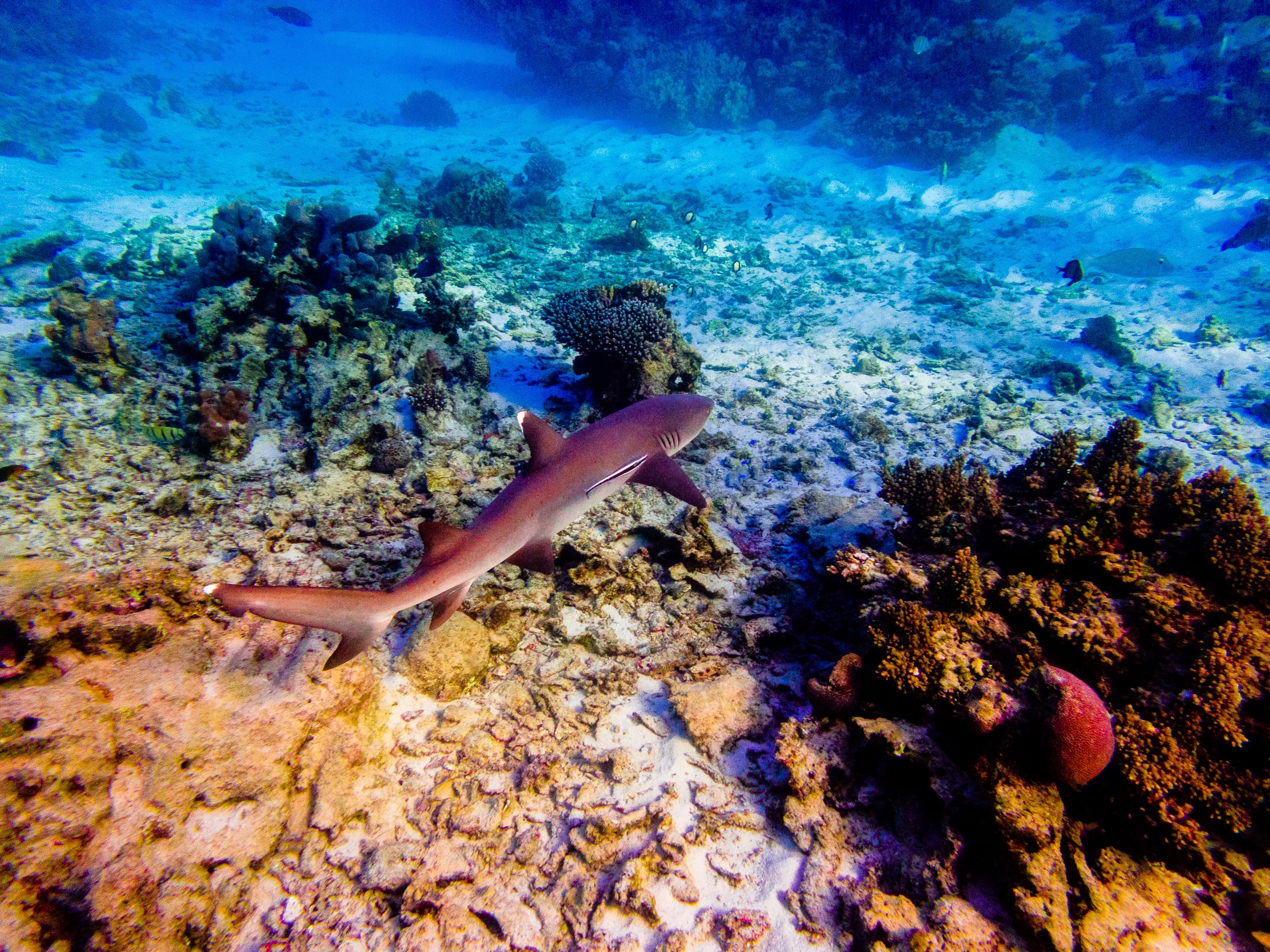 Spyrides_Kyle_Ningaloo_Reef_Sal_Salis.13.5.2016P5131986.jpg