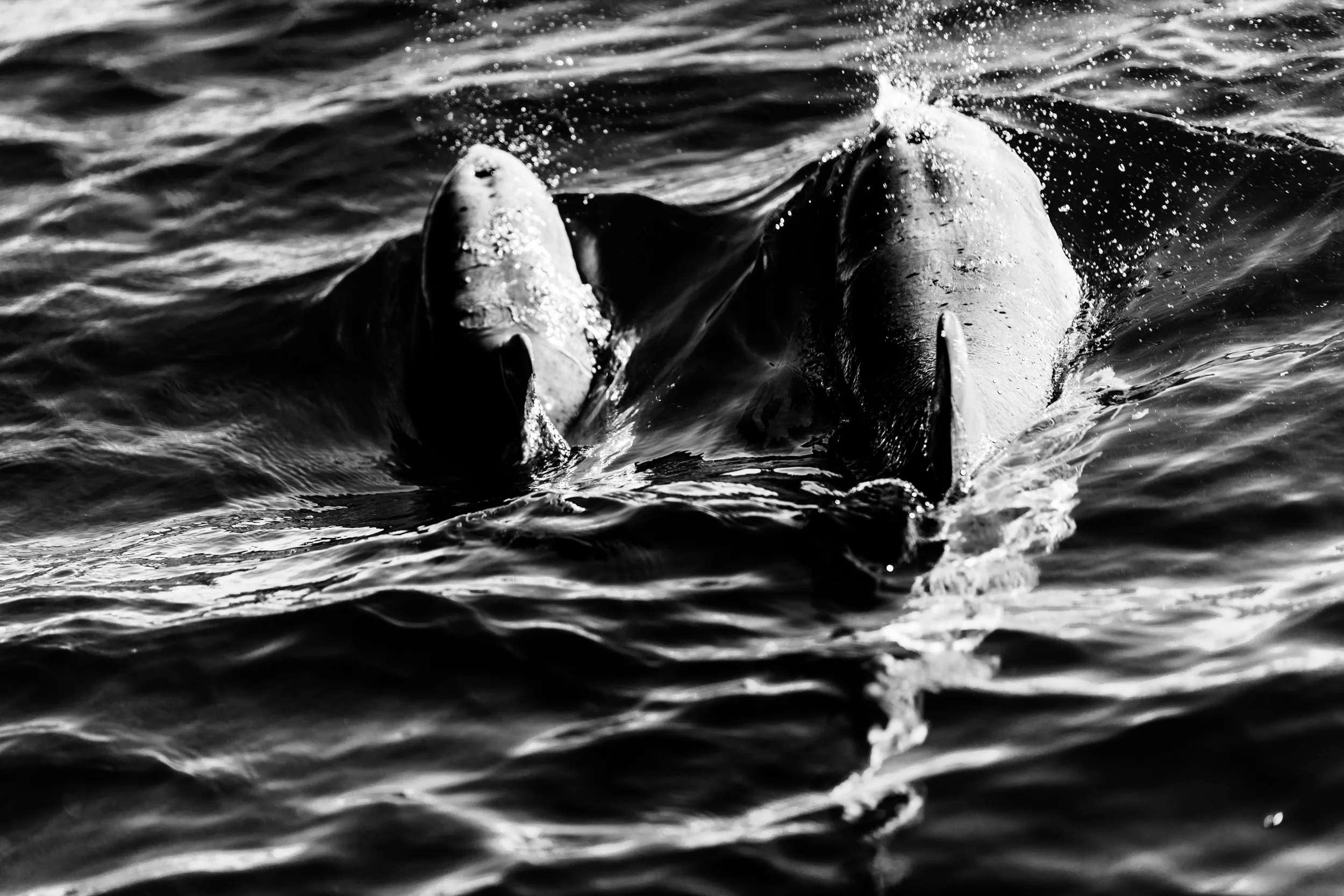 Spyrides_Kyle_Dolphin_Swimming_Rockingham_DSC2750.jpg