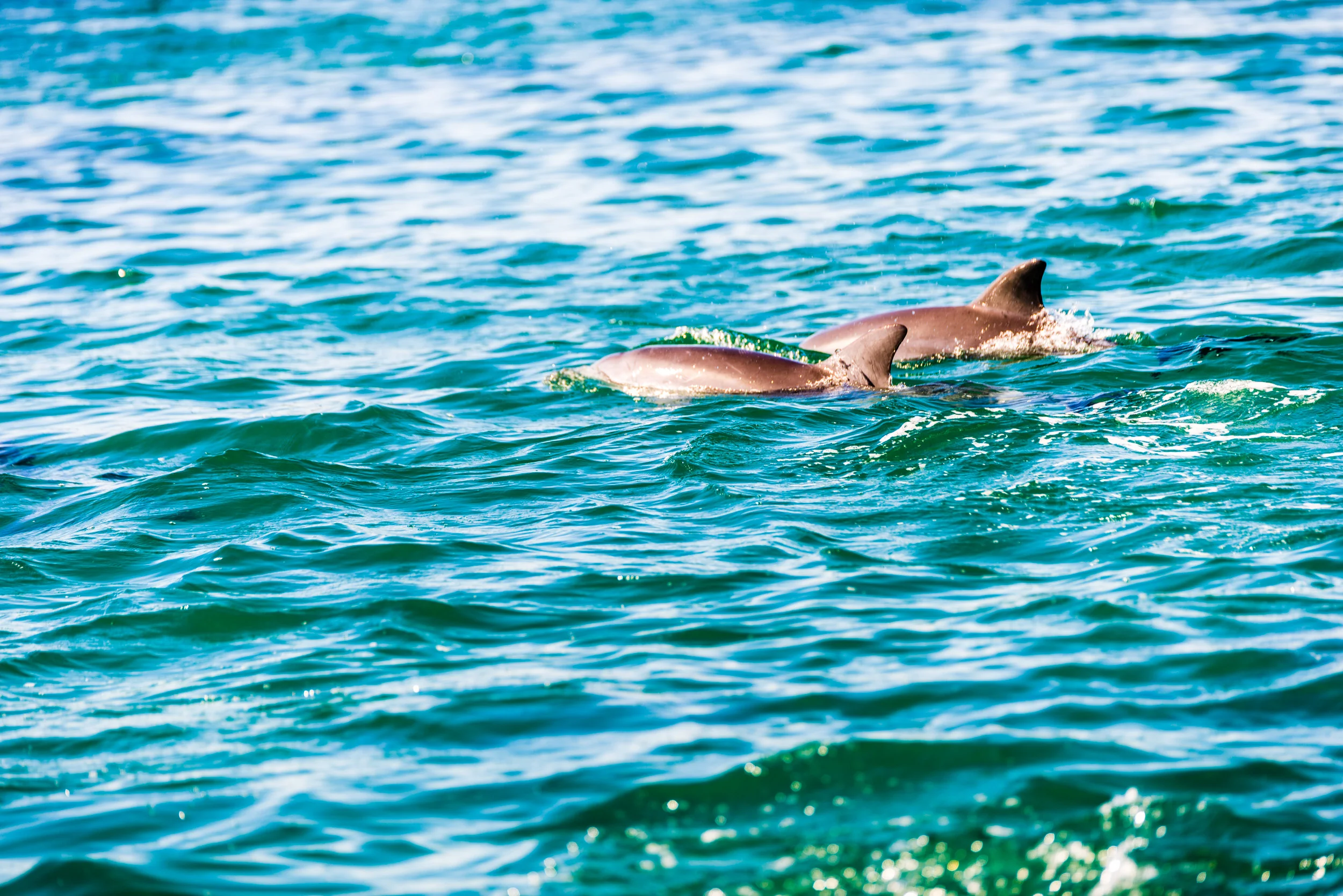 Spyrides_Kyle_Dolphin_Swimming_Rockingham_DSC2796.jpg