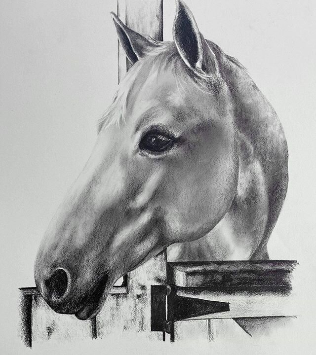Commissioned charcoal. This was done as a surprise gift ... from photo (does not have to be high resolution!) After a successful show career now retired and beautifully ennobled in black and white #charcoal #graphite #commissionedart #equineportrait 