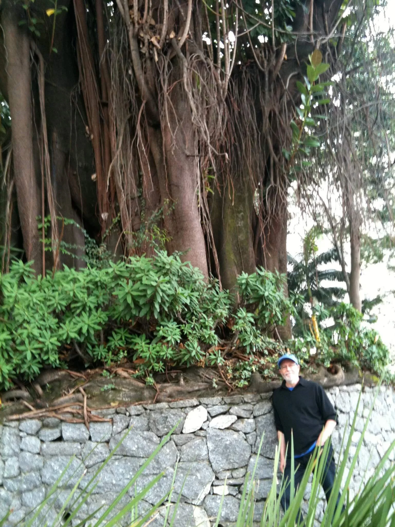 Rain forest in the center of São Paulo