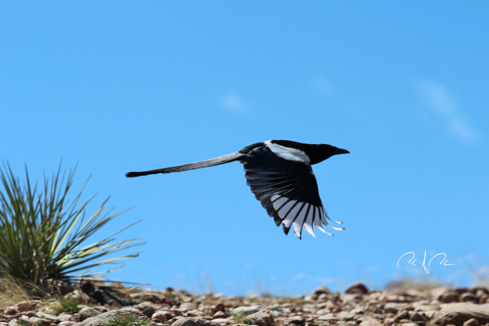 First Flight