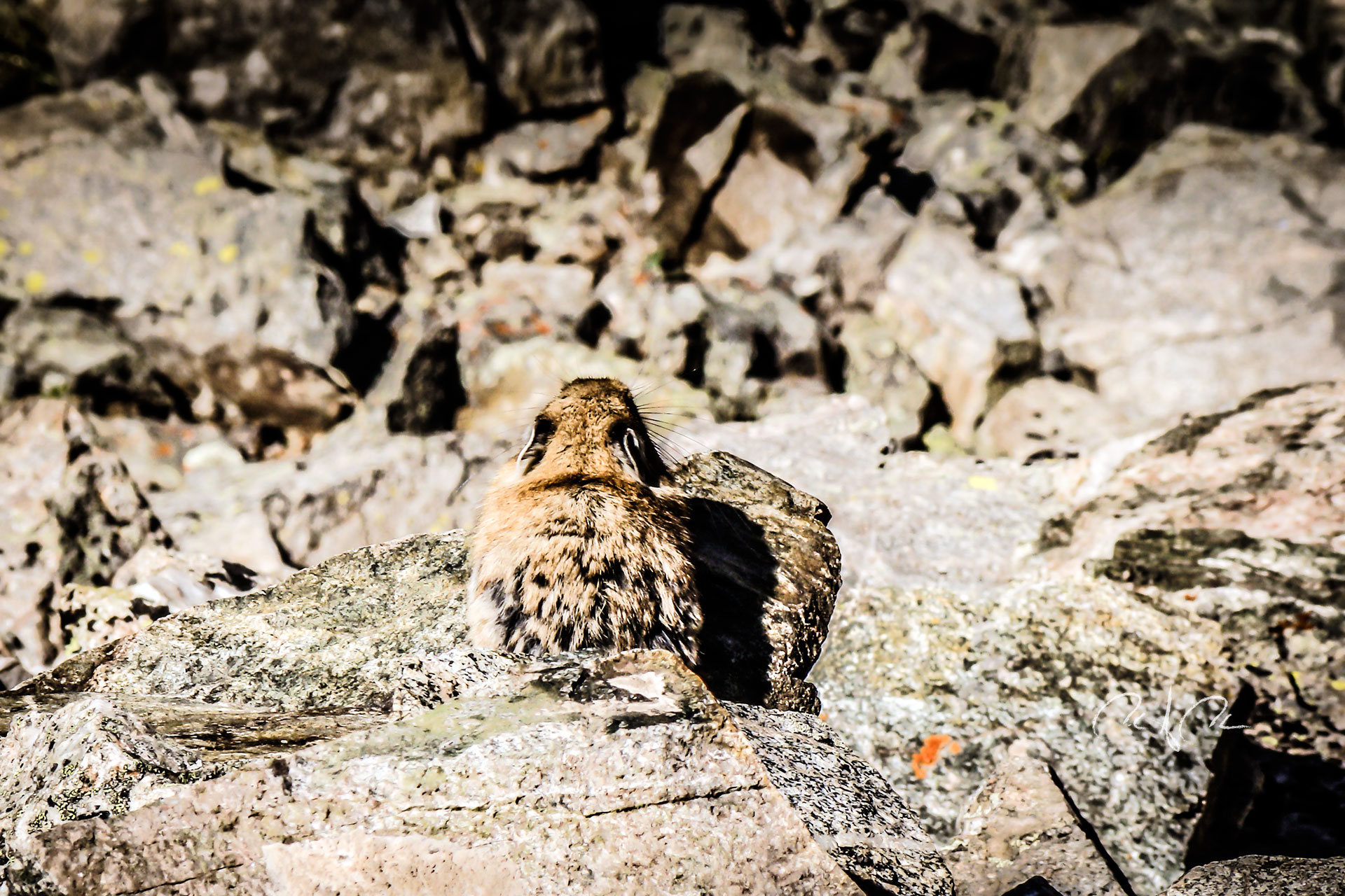 Rocky Mountain Pika