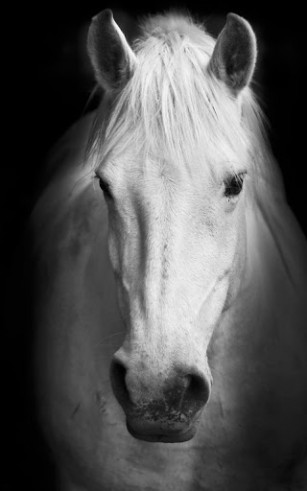 cheval blanc fond noir.jpg
