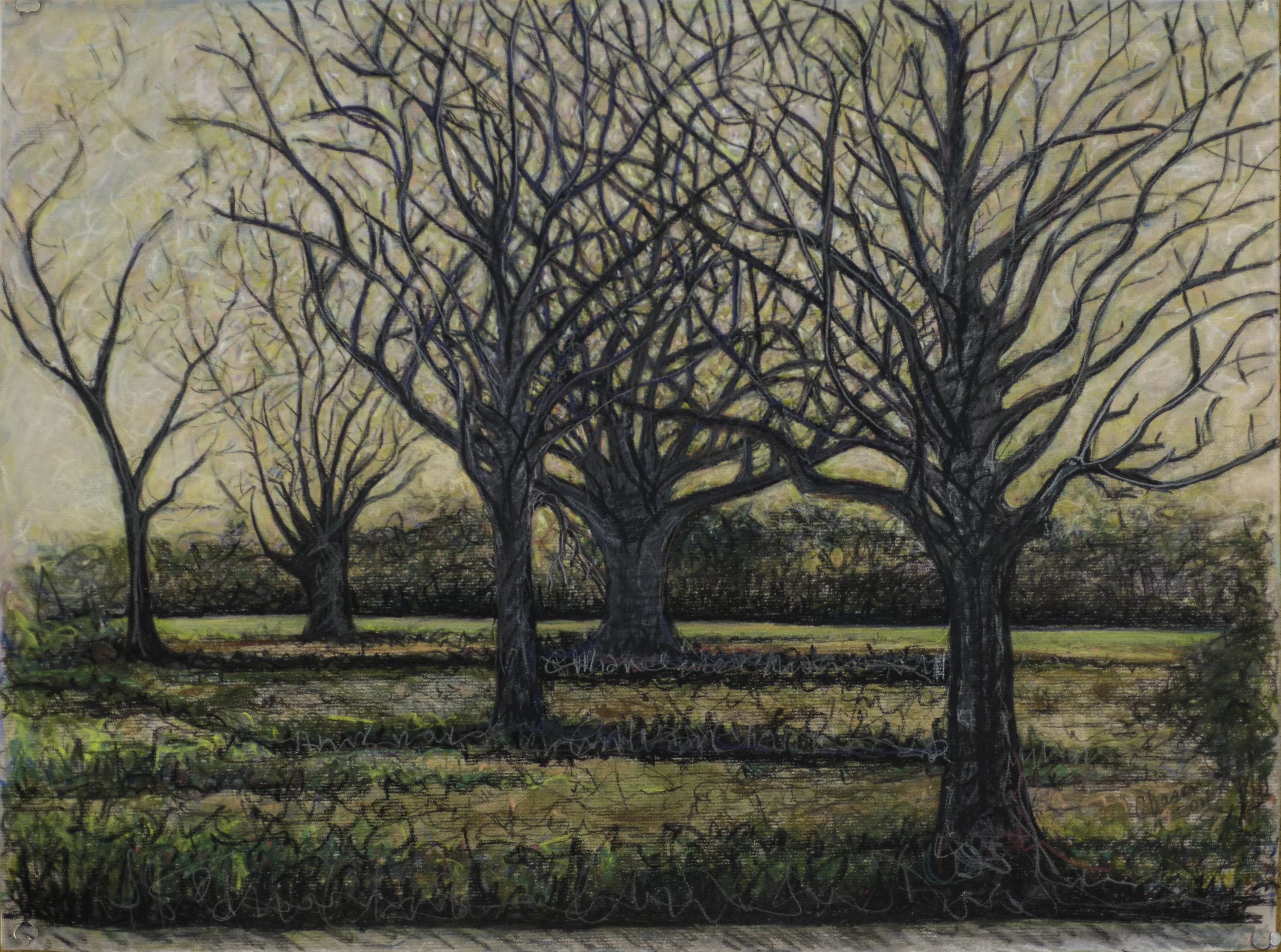 Sister Pecan Trees