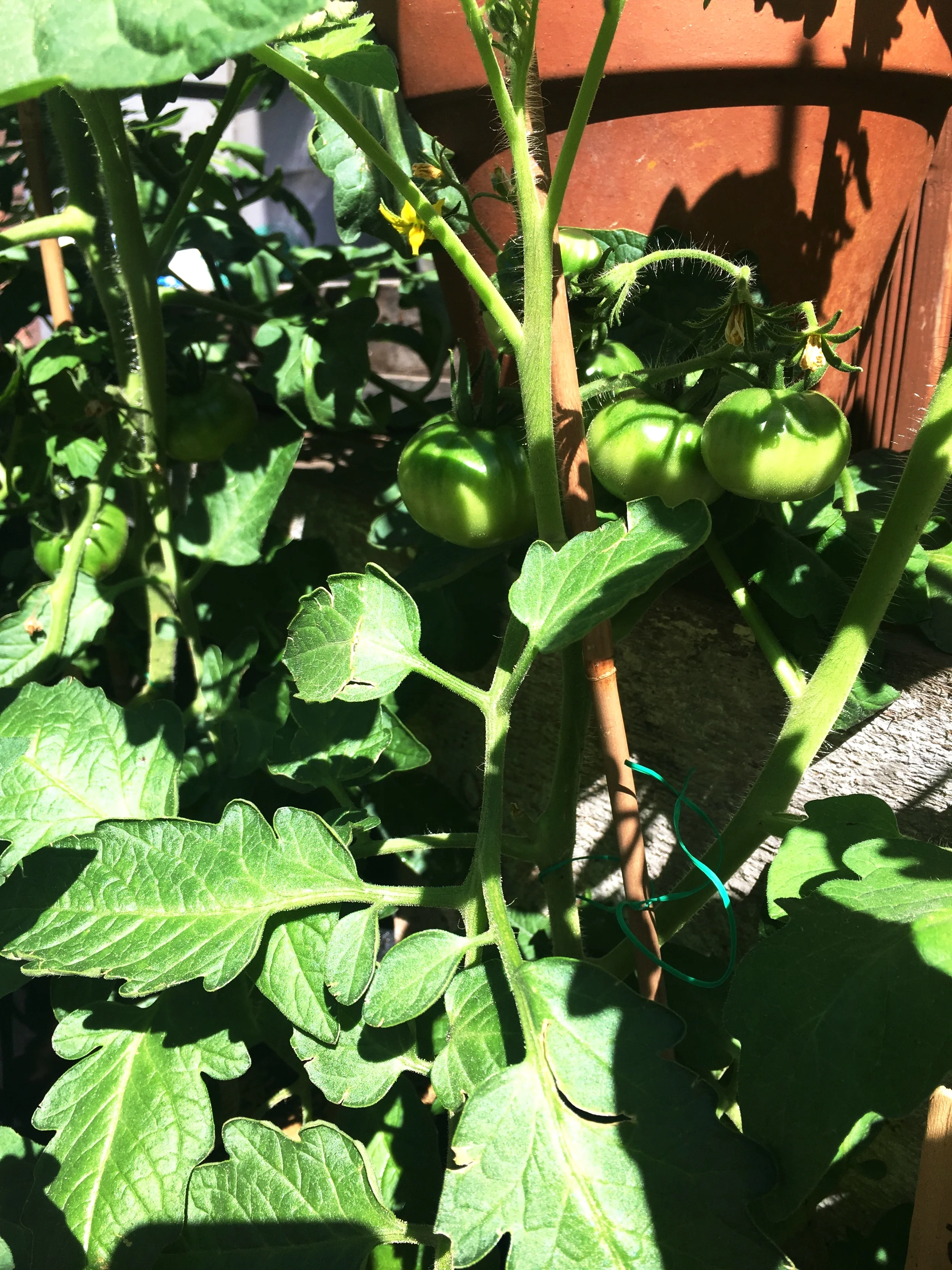 large tomatoes