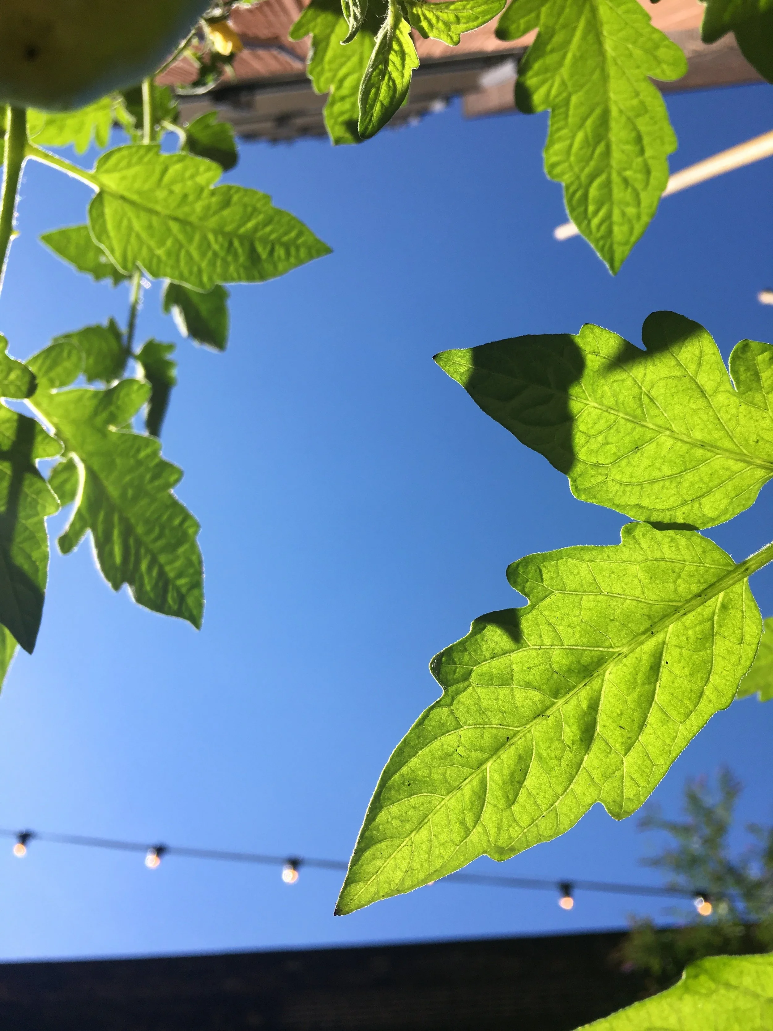 tomato leaves