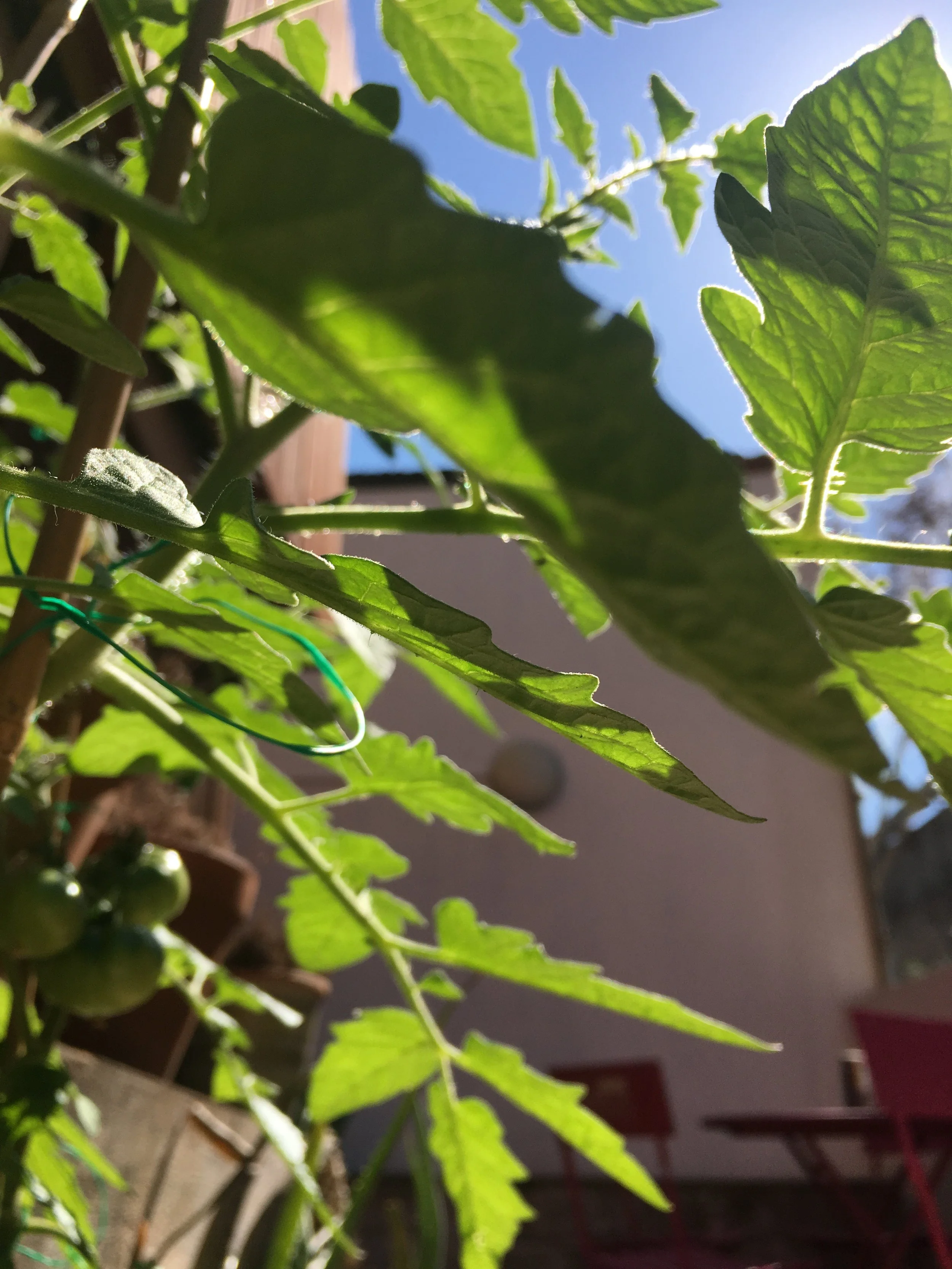 our tomato plants