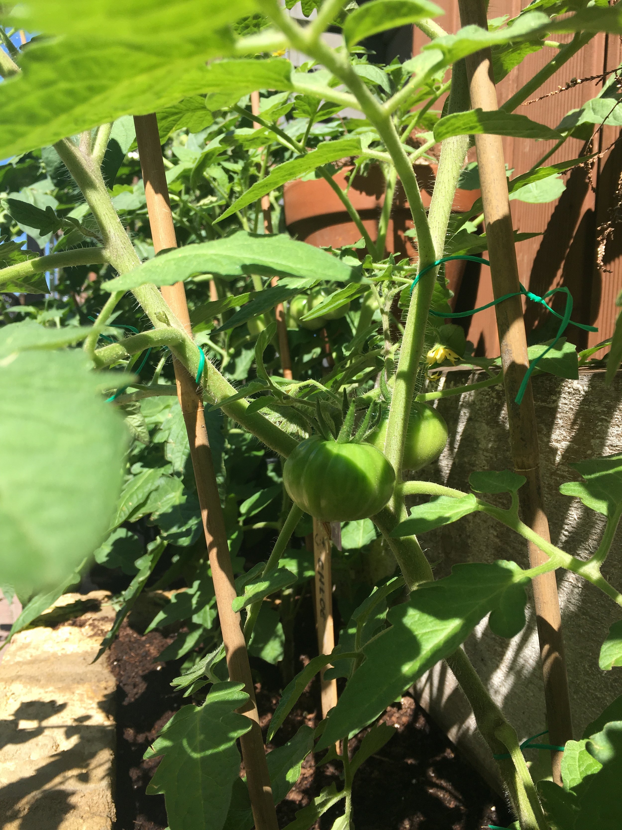 the growing tomatoes