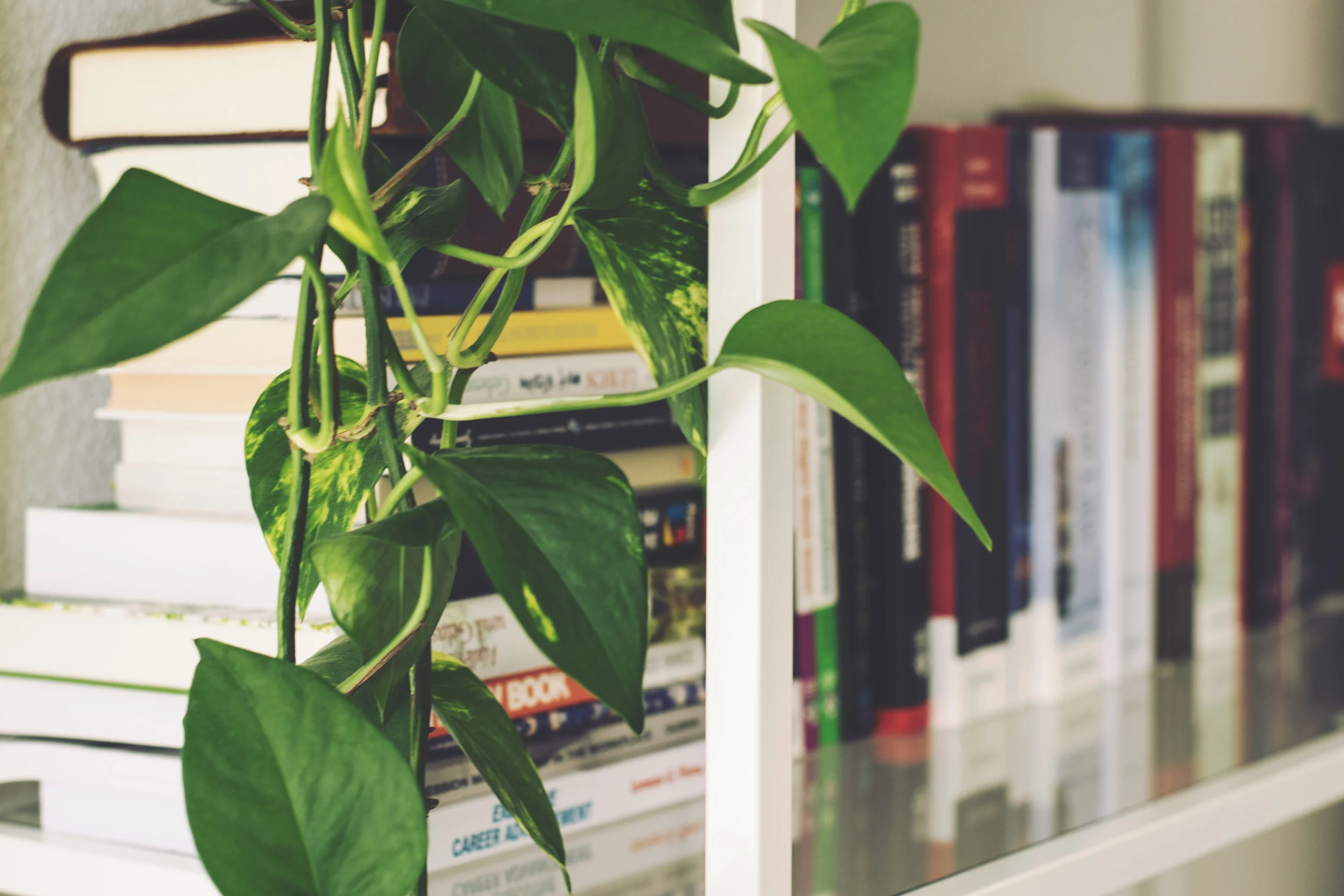 5 house plants to purify the air in your home