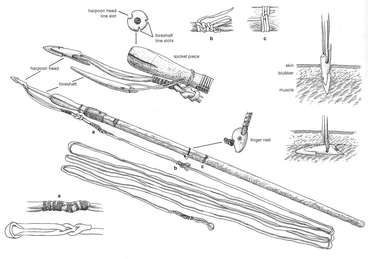 Illustration of a walrus harpoon with toggling harpoon head collected from Barrow, Alaska.