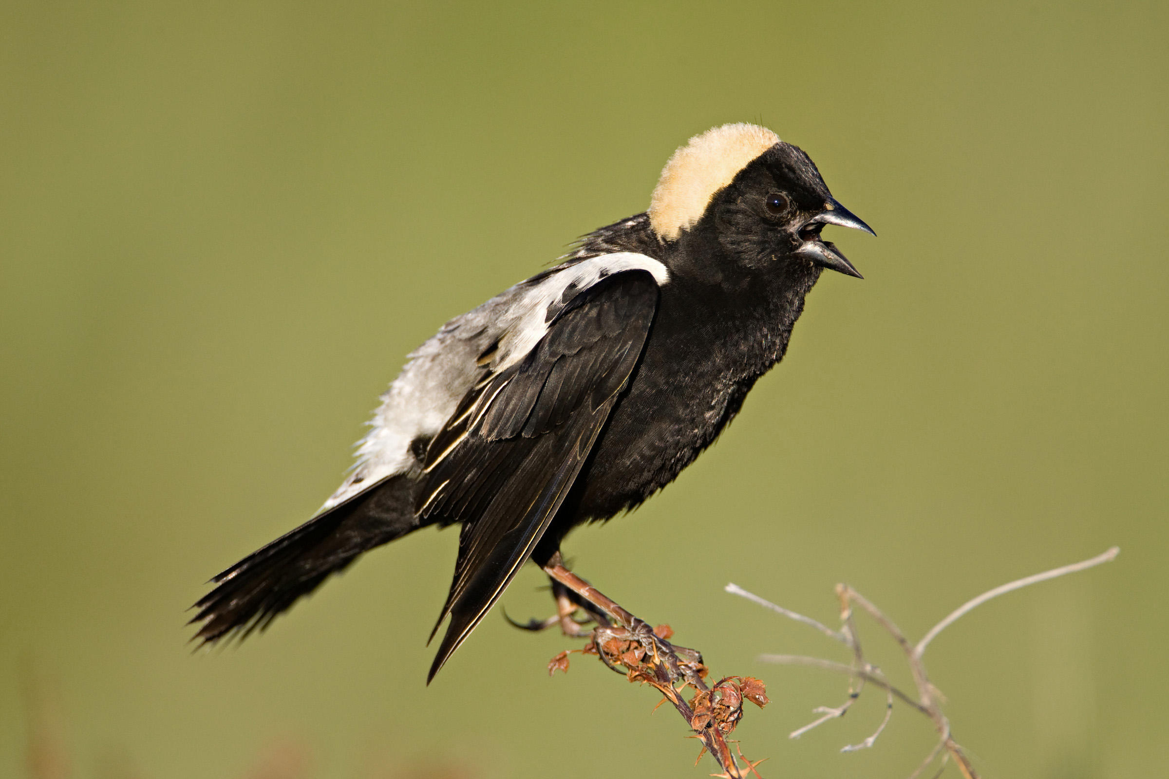 Bobolink