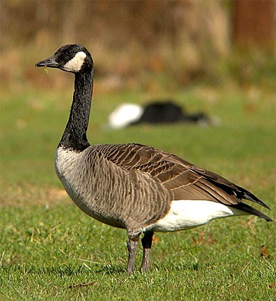 Canada Goose