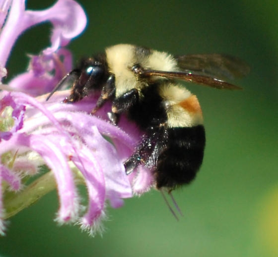 Rusty-patched bumble bee Photo by Johanna James-Heinz