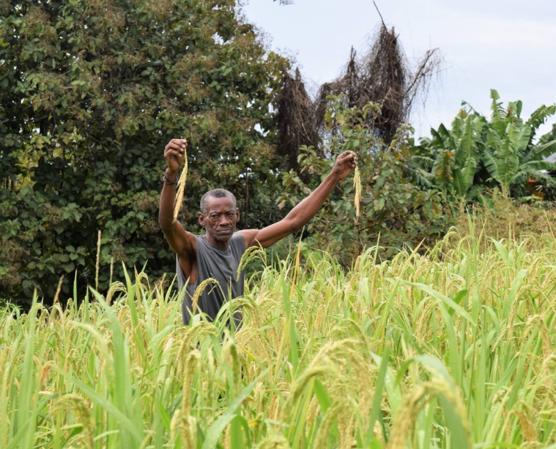 John Elliott amid a field of Hill Rice