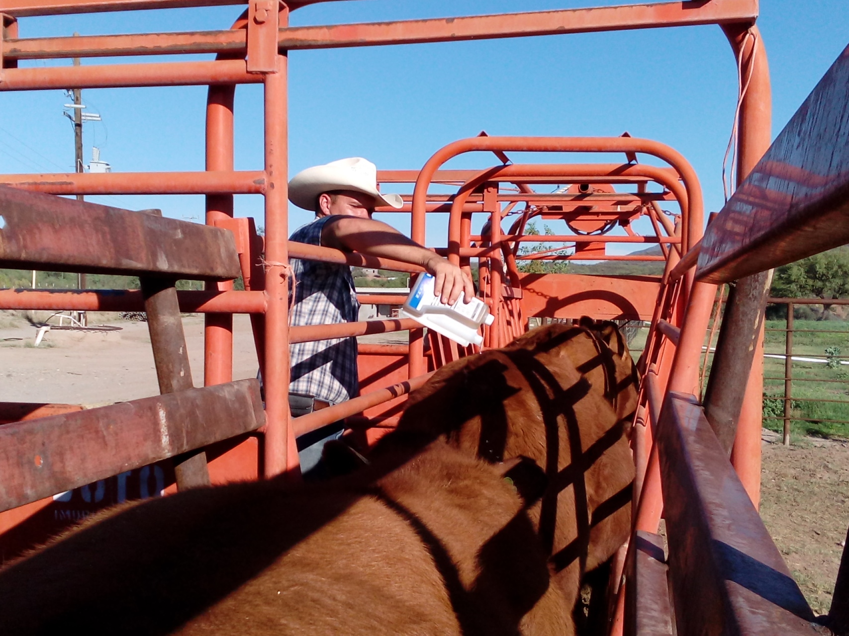 The cattle are run through the chute and poured-on for flies.