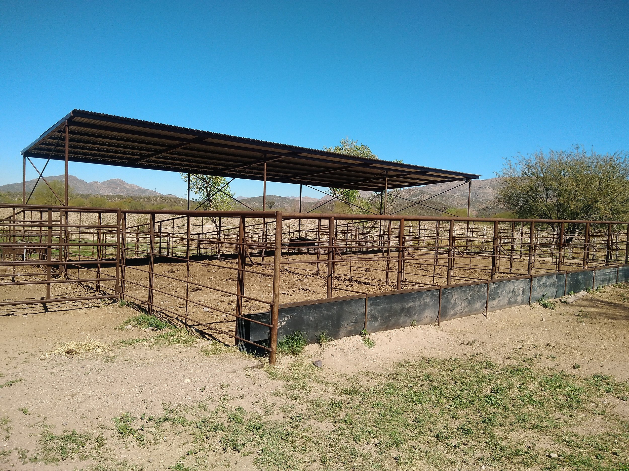 Feedlot and sorting area