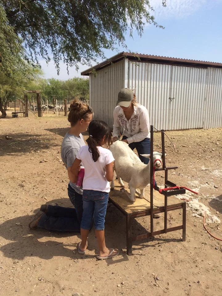 Shearing the sheep for the Production and Showmanship classes
