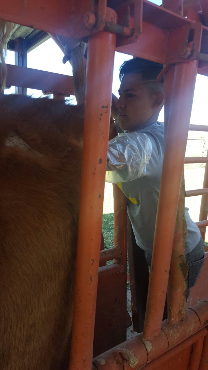 Roundup is also prime time for checking growth, pregnancy status, immunizations, etc. Here, Manuel is learning how to tell if a cow is pregnant or not.