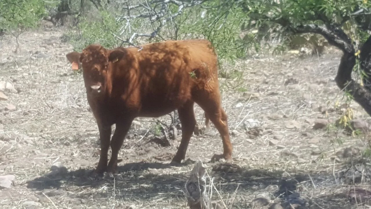 Re-acclimating to the range at Rancho Ojo de Agua.