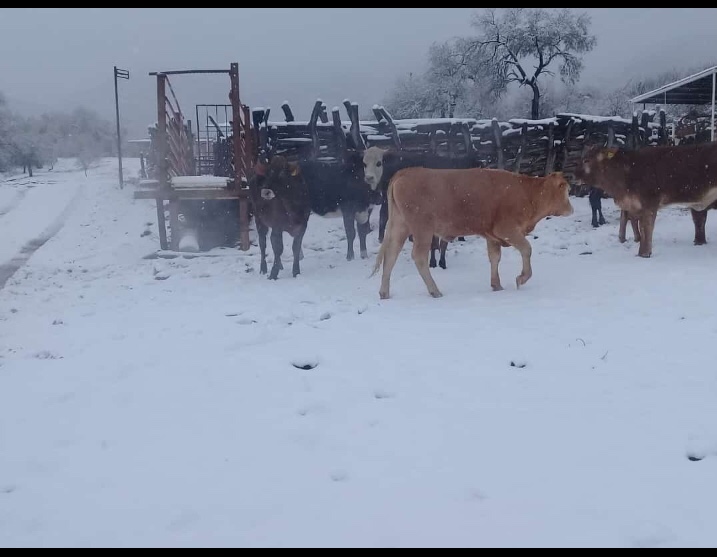 Rancho Ojo de Agua (location of commercial herd, registered cows, and bulls)