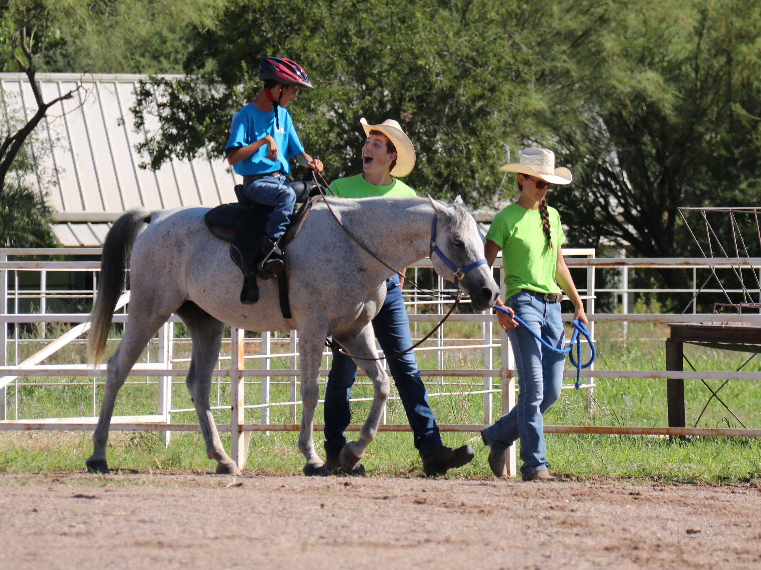 Equitation, Animals