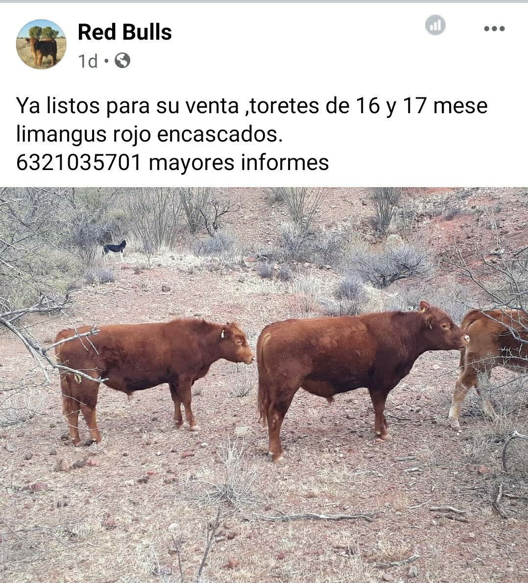 16 mo. old Red Angus/Limousin bulls for sale