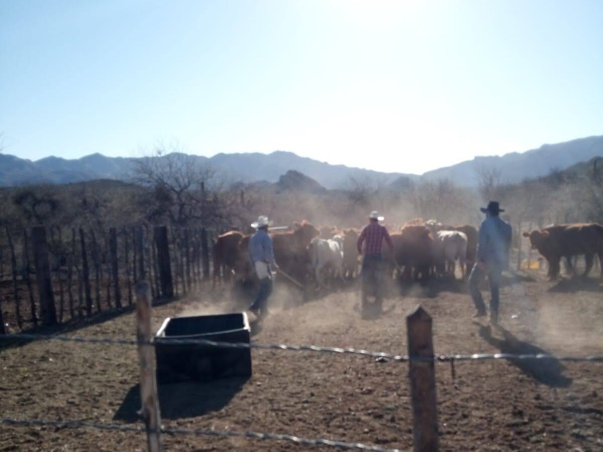 Dusty day working cows