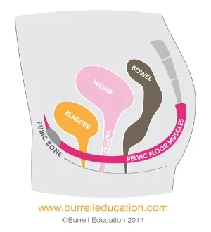 The pelvic floor muscles support the internal organs as shown here. 