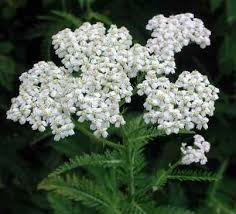 yarrow.jpg