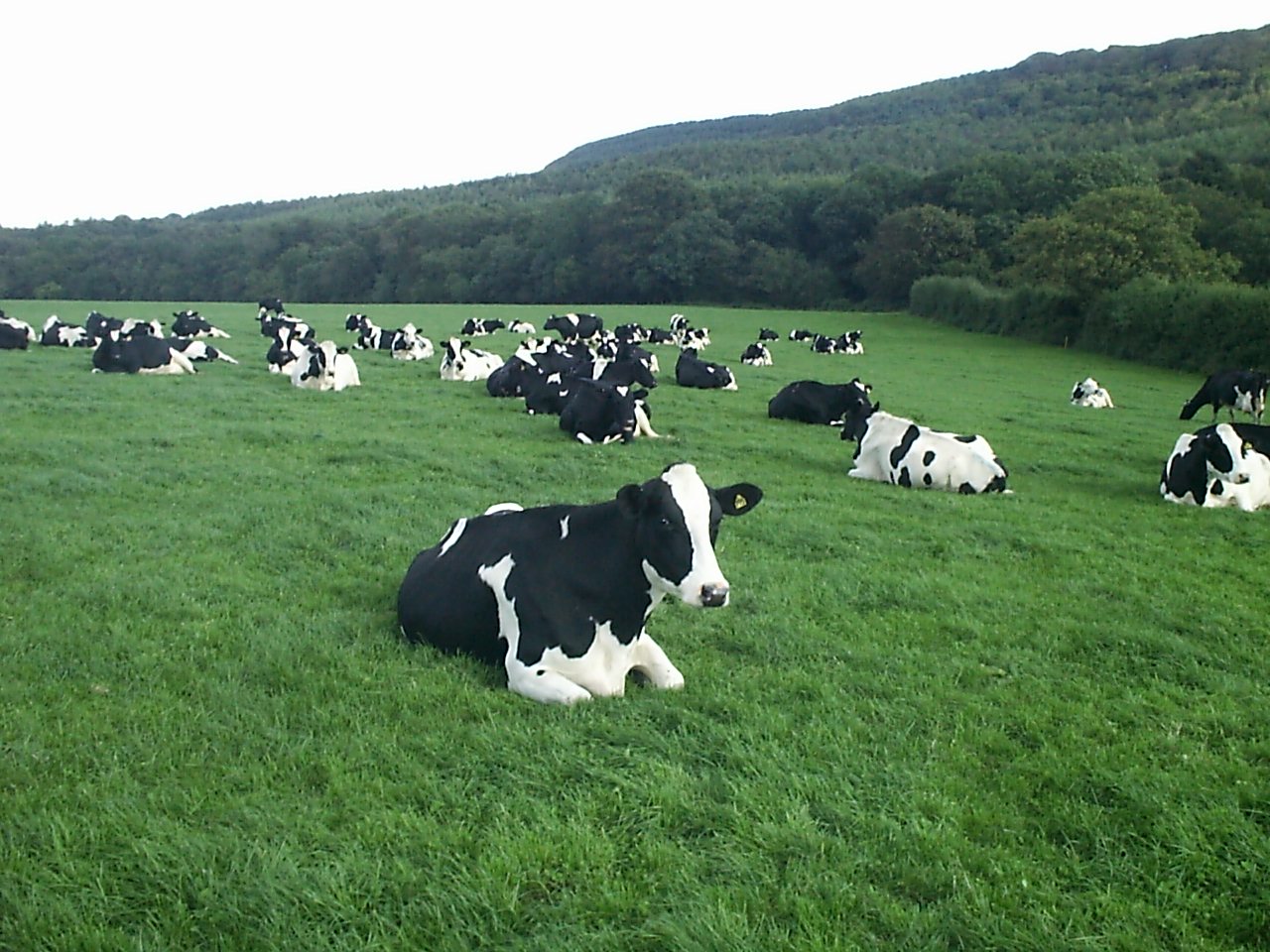 cows-in-field2.jpg