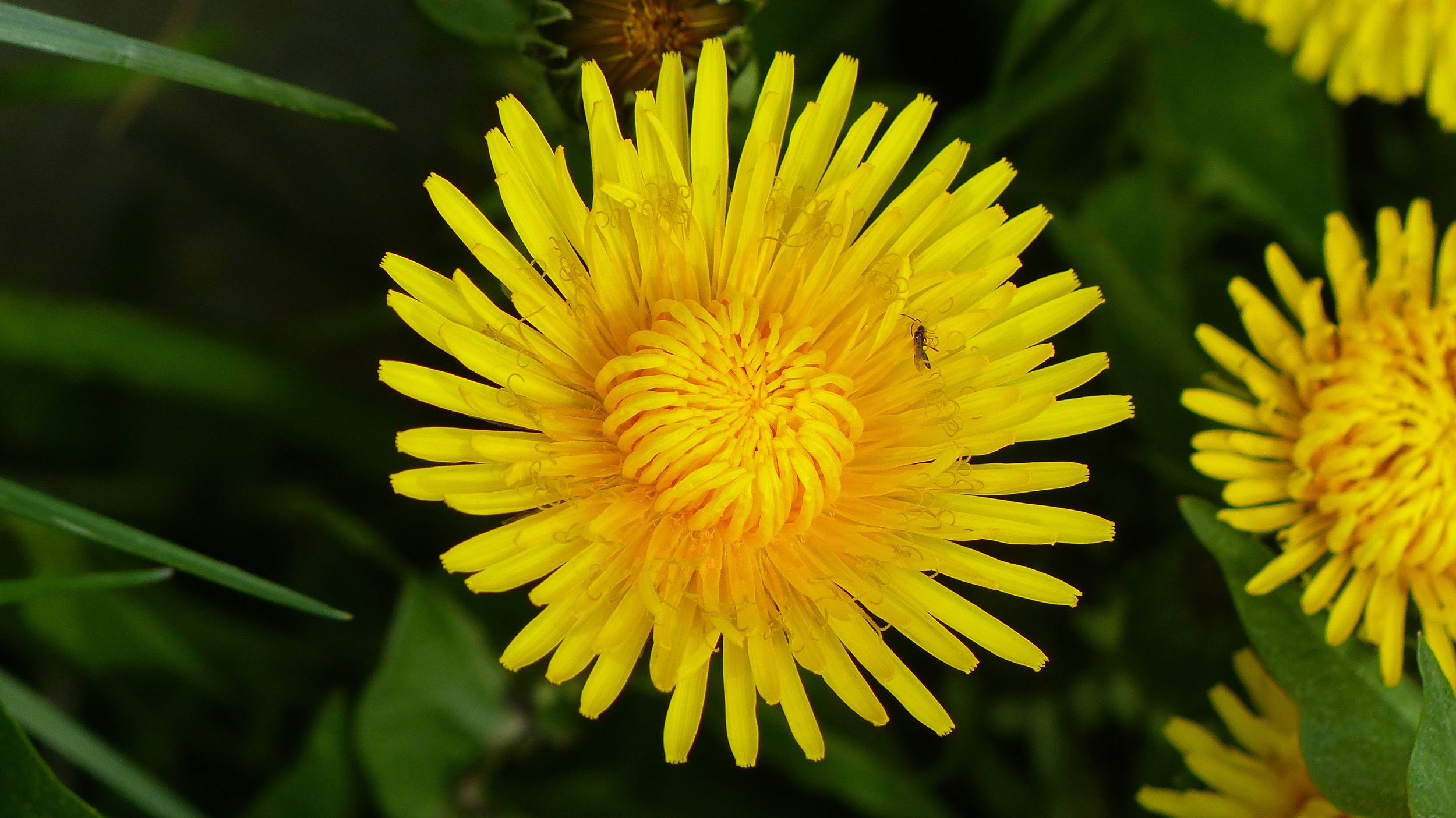 dandelion.JPG