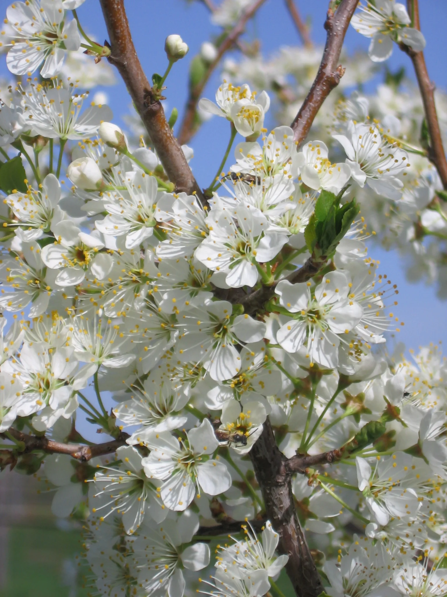 "The Most Distant Reaches of the Universe"-- Biodynamic Practice April through September