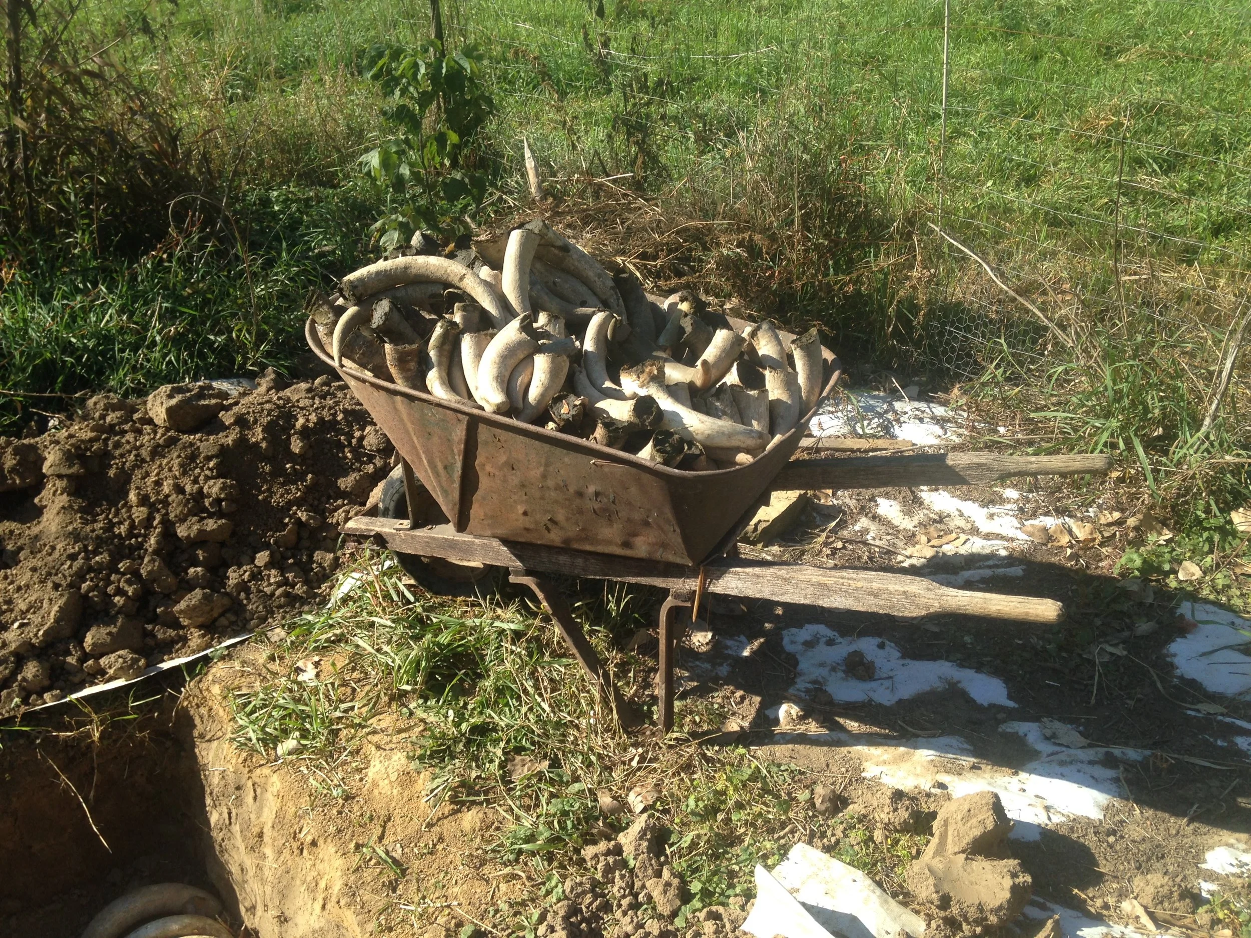 Cow Horns for Biodynamic Preparations