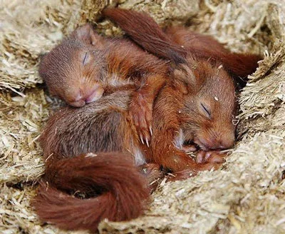 A pair of Red Squirrel 'kits' enjoy a snooze...