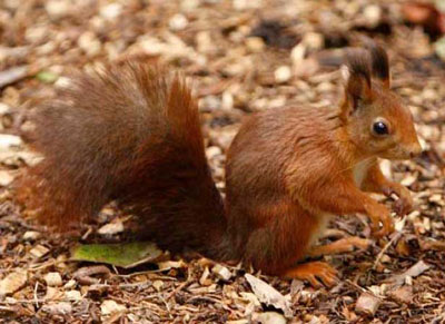 Tufty, one of our mature Red Squirrels, has been the mainstay of our colony for many years