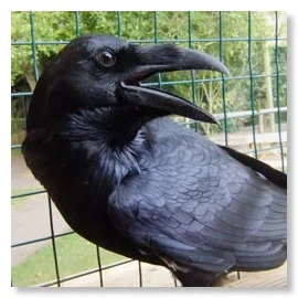 Meet Rey (nee Charlie) - intelligent, sharp-eyed and with a wonderful luxuriant black plumage