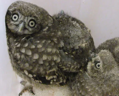 … well, in just over a month the Famous Five are fit and ready to fly the coop