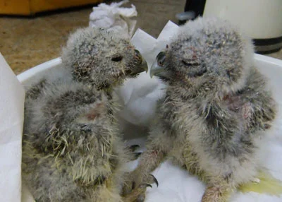 Two of the Little Owl triplets blown out of a tree chat about their lucky escape!