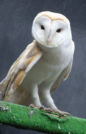 After a stressful time at the vets, the injured Barn Owl enjoys some peaceful recuperation