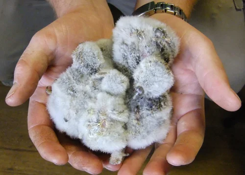 five-baby-little-owls-large.jpg