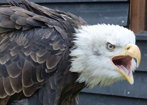 Lincoln, our maturing Bald Eagle, communicates with visitors!