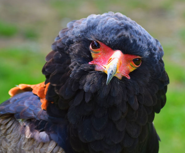 Young visitor Luke Cummings to this photo of Pungu's colourful face markings for our 2017 Photo Competition