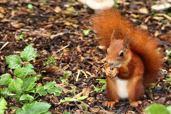 One of the mature Red Squirrels at S.O.S. enjoys a snack