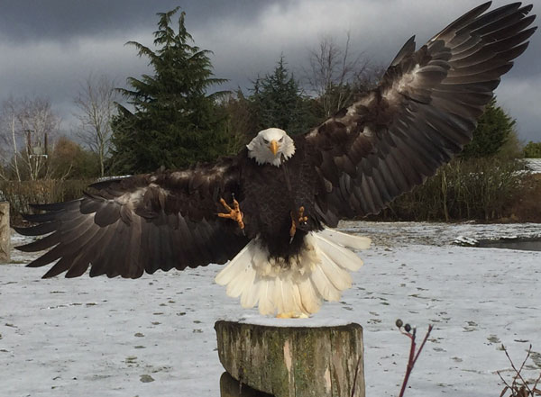 Juvenile Bald Eagle, Lincoln, comes in for a snowy landing.