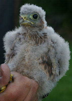 A promising number of young Kestrels were ringed during the 2017 campaign