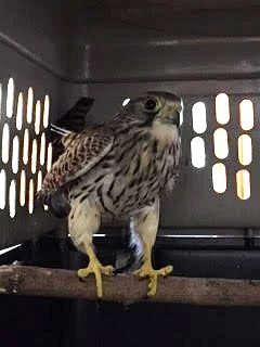 Ready for the off! Our friend was snapped in her carry-box just before she was taken off for release