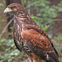 Harris-Hawk.jpg